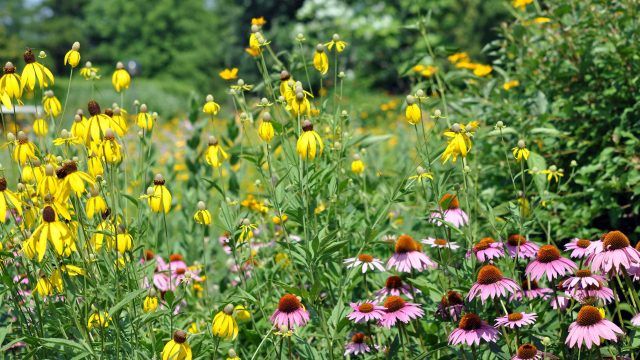 Maximize Your Garden's Potential: Late Summer Planting Tips
