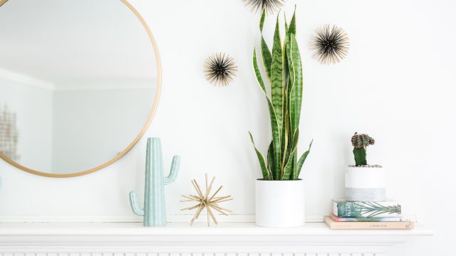Unlocking IKEA's Hidden Gem: The Plant S