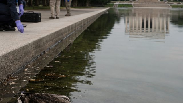 Investigation Launched After Dead Ducks Discovered in Reflecting Pool