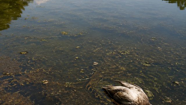 Reflecting Pool Under Fire: Fresh Concerns Amid Vandalism and Wildlife Deaths