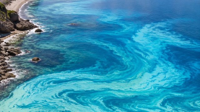 The Black Sea's Vibrant Transformation: 